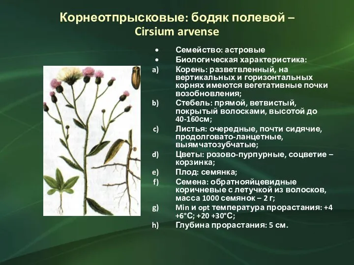 Корнеотпрысковые: бодяк полевой – Cirsium arvense Семейство: астровые Биологическая характеристика: Корень: разветвленный,