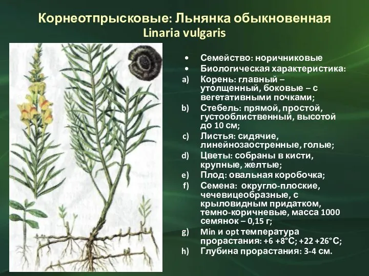 Корнеотпрысковые: Льнянка обыкновенная Linaria vulgaris Семейство: норичниковые Биологическая характеристика: Корень: главный –