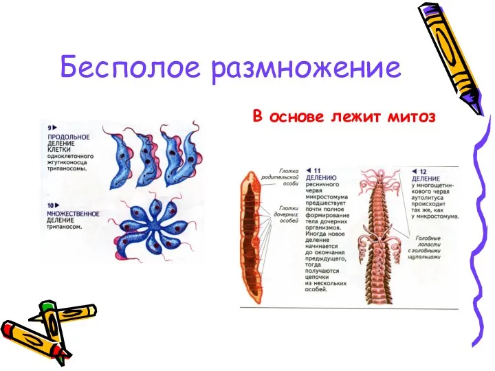 Бесполое размножение В основе лежит митоз