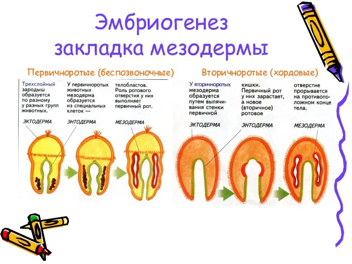 Эмбриогенез закладка мезодермы Первичноротые (беспозвоночные) Вторичноротые (хордовые)