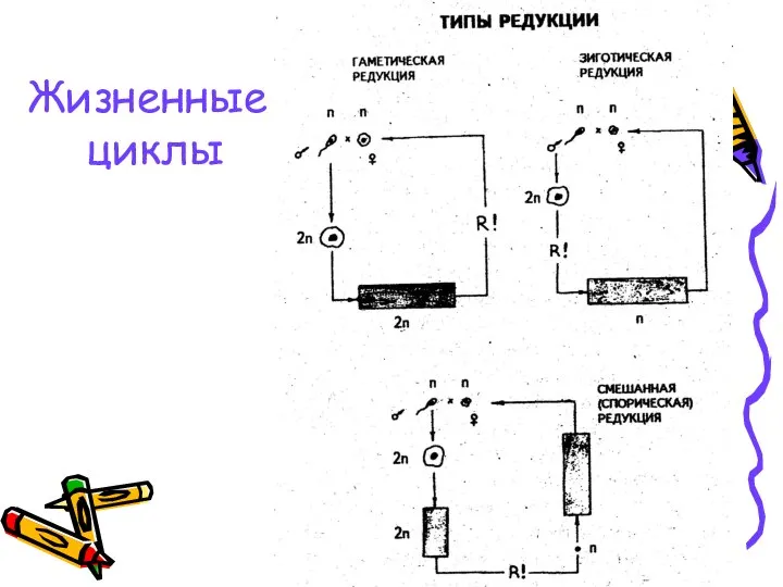 Жизненные циклы