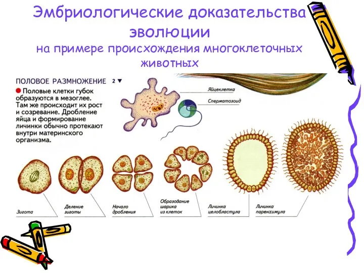 Эмбриологические доказательства эволюции на примере происхождения многоклеточных животных