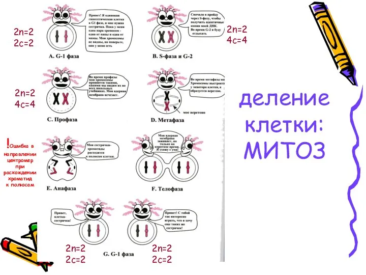 деление клетки: МИТОЗ 2n=2 2c=2 2n=2 4c=4 2n=2 2c=2 2n=2 2c=2 !Ошибка