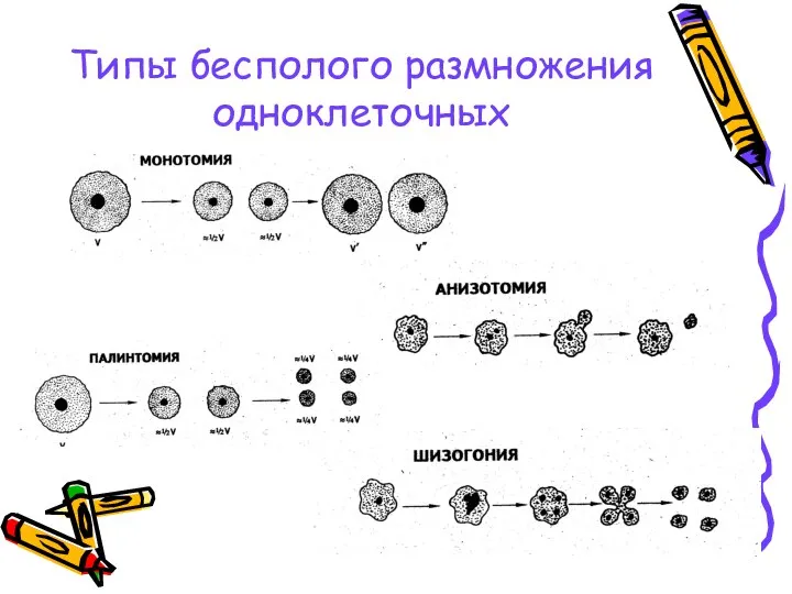 Типы бесполого размножения одноклеточных