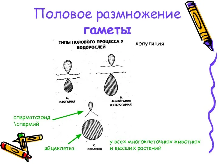 Половое размножение гаметы у всех многоклеточных животных и высших растений яйцеклетка сперматозоид \спермий копуляция