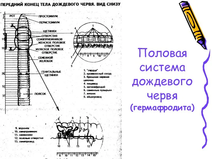 Половая система дождевого червя (гермафродита)