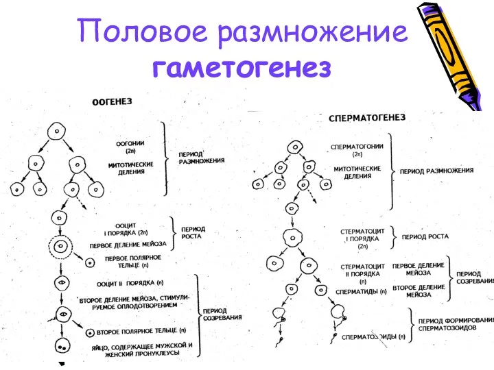 Половое размножение гаметогенез