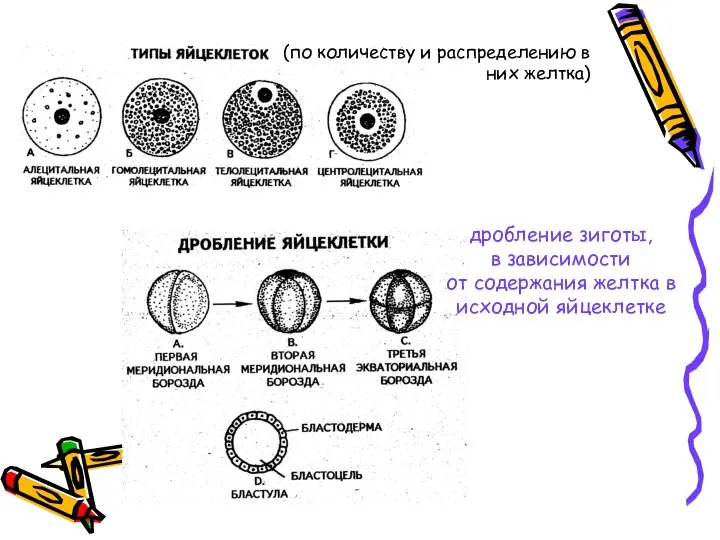 дробление зиготы, в зависимости от содержания желтка в исходной яйцеклетке (по количеству