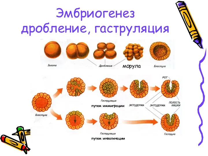 Эмбриогенез дробление, гаструляция морула путем иммиграции путем инвагинации