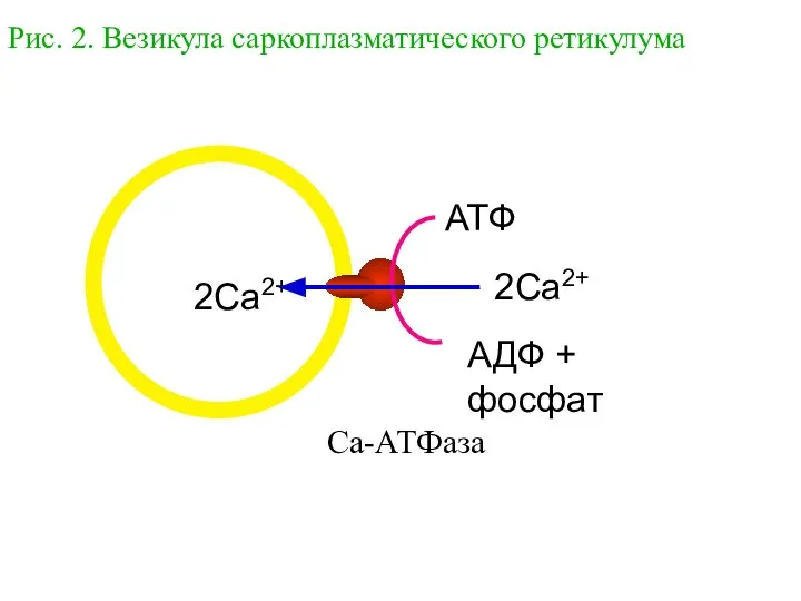 Рис. 2. Везикула саркоплазматического ретикулума АТФ 2Ca2+ Ca-АТФаза