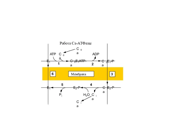 Работа Са-АТФазы ADP ATP Мембрана 1 2 3 6 5 4