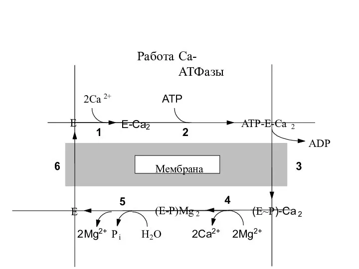 Работа Са-АТФазы E ATP-E-Ca 2 P i E ADP 2Ca 2+ (E-P)Mg