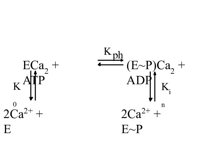 K ph 2Ca2+ + E~P ECa2 + ATP (E~P)Ca2 + ADP K0 2Ca2+ + E Kin