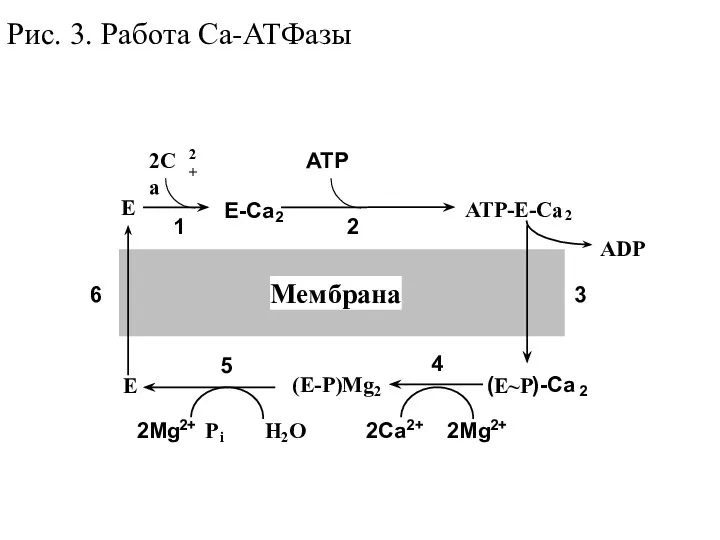 Рис. 3. Работа Са-АТФазы E ATP-E-Ca 2 P i E ADP 2Ca