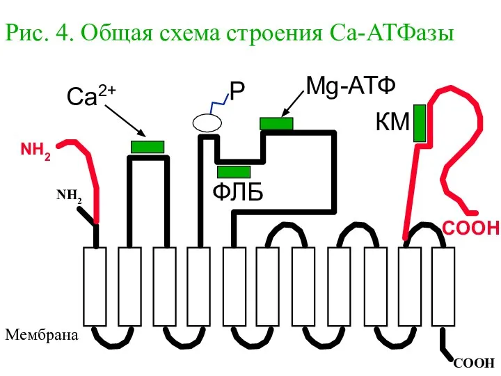 Рис. 4. Общая схема строения Са-АТФазы Ca2+ P Mg-АТФ Мембрана NH2 COOH COOH КМ ФЛБ NH2