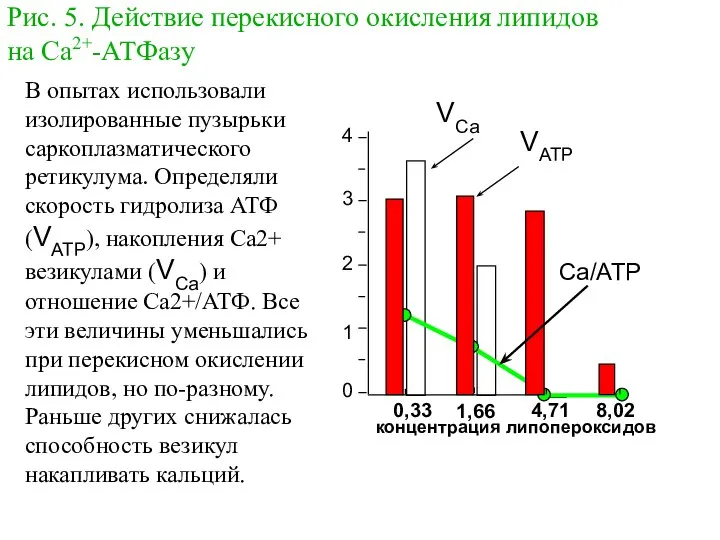 Рис. 5. Действие перекисного окисления липидов на Са2+-АТФазу В опытах использовали изолированные