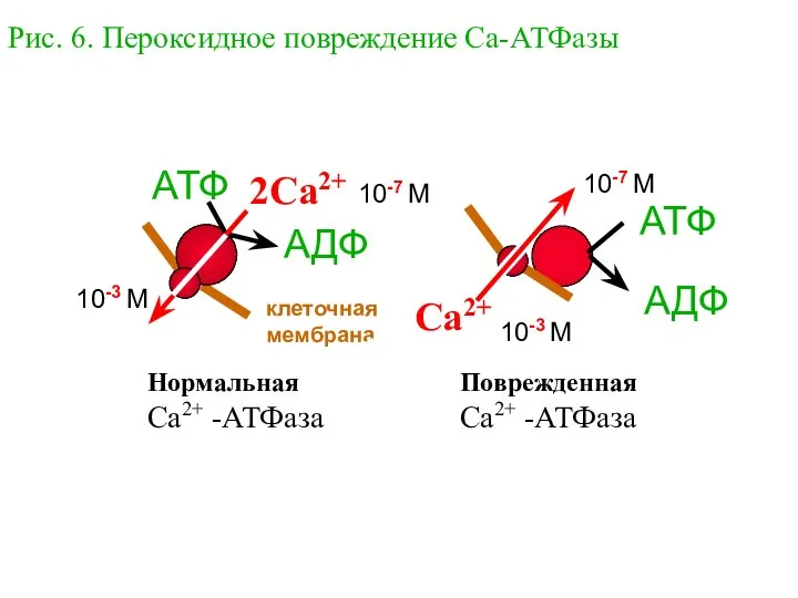 Рис. 6. Пероксидное повреждение Са-АТФазы 10-3 М 10-7 М Ca2+ АТФ АДФ