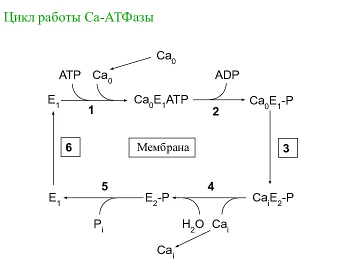 Цикл работы Са-АТФазы E1 Ca0E1ATP Pi E1 ADP ATP Ca0 Ca0 Ca0E1-P