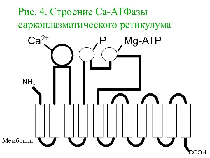 Рис. 4. Строение Са-АТФазы саркоплазматического ретикулума Ca2+ P Mg-ATP Мембрана NH2 COOH