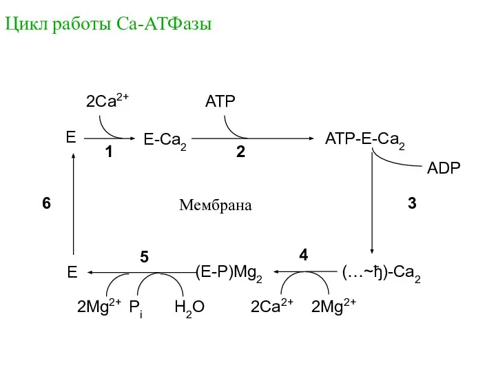 Цикл работы Са-АТФазы E ATP-E-Ca2 Pi E ADP 2Ca2+ (E-P)Mg2 H2O Мембрана