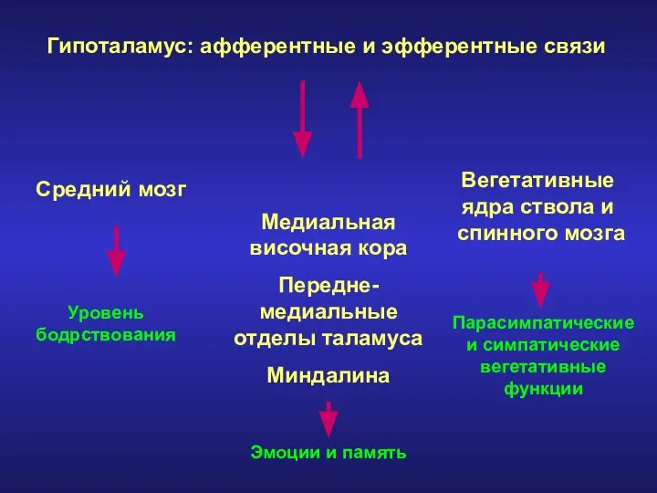 Гипоталамус: афферентные и эфферентные связи Средний мозг Медиальная височная кора Передне-медиальные отделы