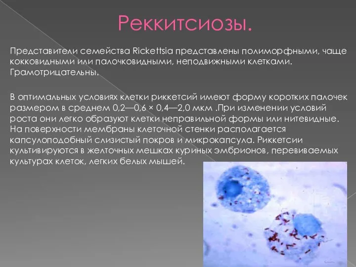 Реккитсиозы. Представители семейства Rickettsia представлены полиморфными, чаще кокковидными или палочковидными, неподвижными клетками.
