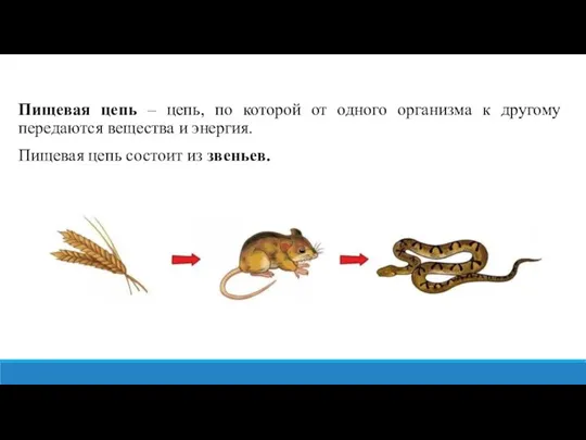 Пищевая цепь – цепь, по которой от одного организма к другому передаются