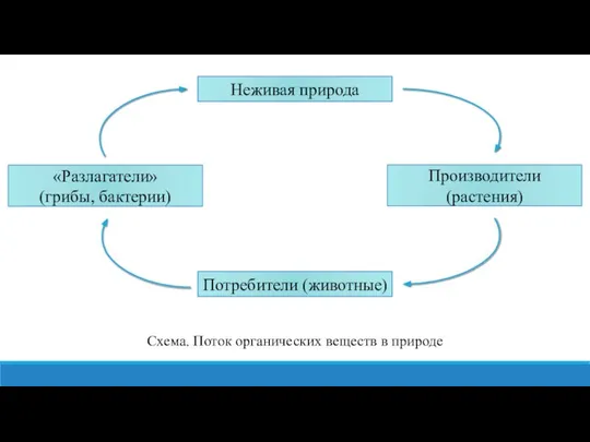 Схема. Поток органических веществ в природе Неживая природа Потребители (животные) «Разлагатели» (грибы, бактерии) Производители (растения)