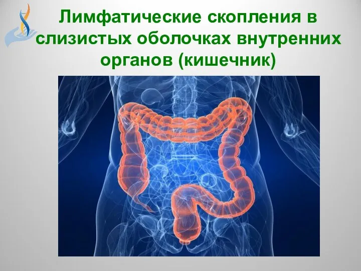 Лимфатические скопления в слизистых оболочках внутренних органов (кишечник)