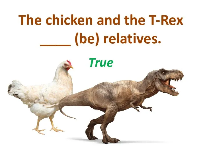 The chicken and the T-Rex ____ (be) relatives. True
