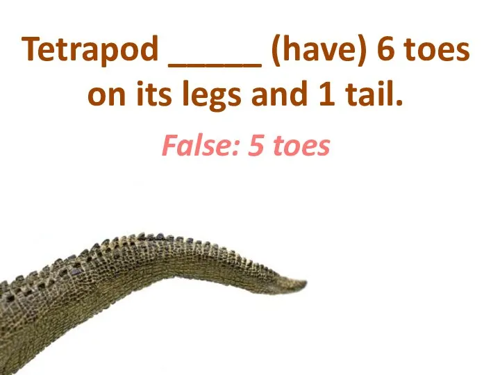 Tetrapod _____ (have) 6 toes on its legs and 1 tail. False: 5 toes