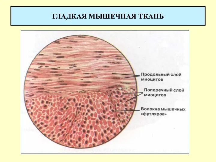 ГЛАДКАЯ МЫШЕЧНАЯ ТКАНЬ