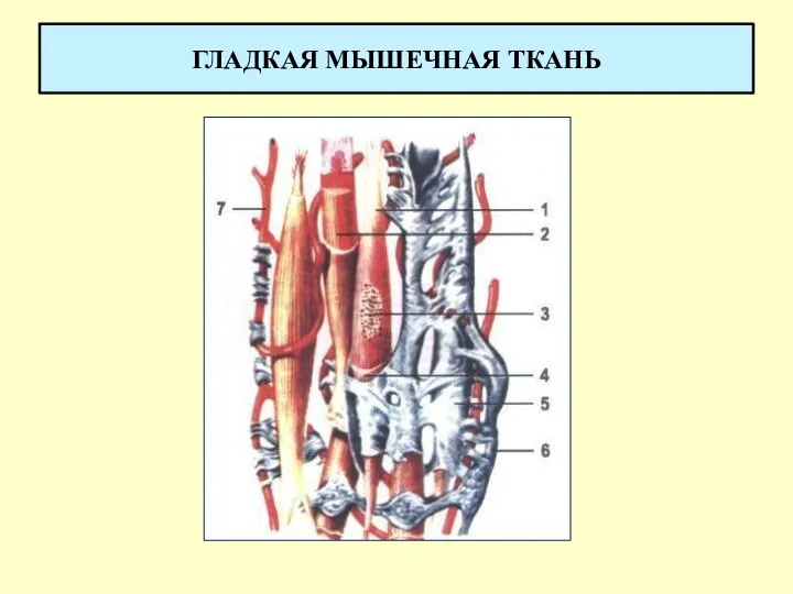 ГЛАДКАЯ МЫШЕЧНАЯ ТКАНЬ