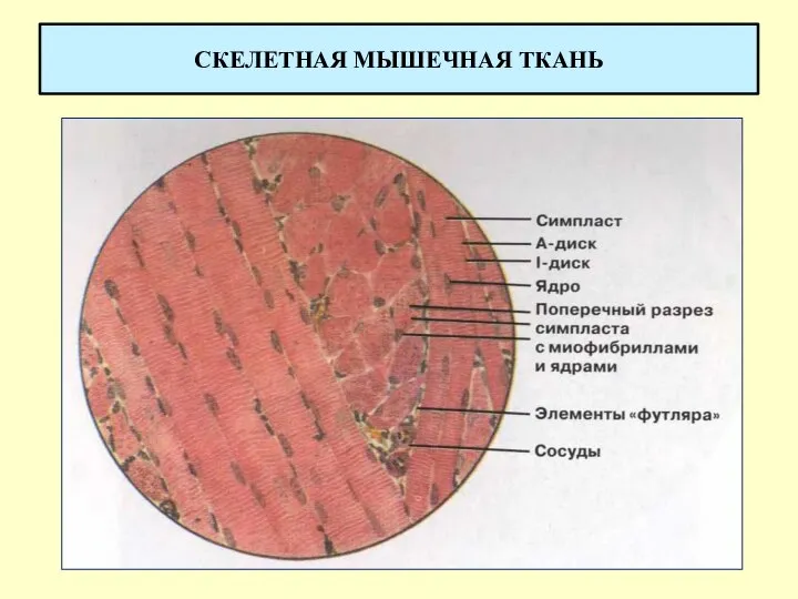 СКЕЛЕТНАЯ МЫШЕЧНАЯ ТКАНЬ