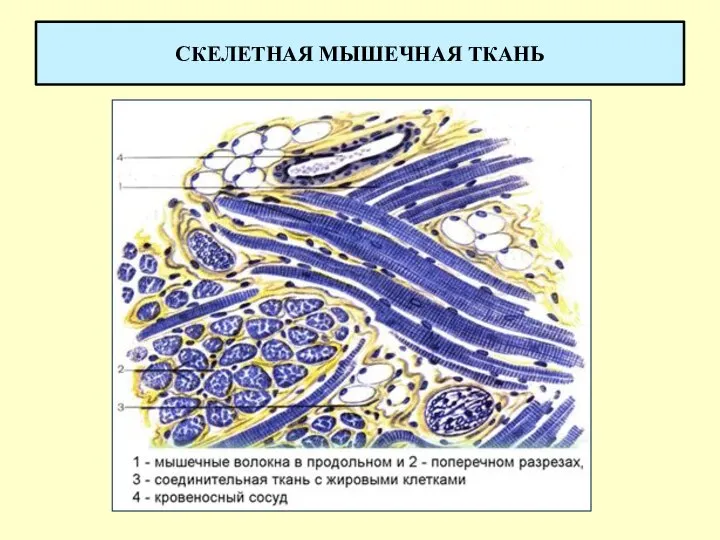 СКЕЛЕТНАЯ МЫШЕЧНАЯ ТКАНЬ