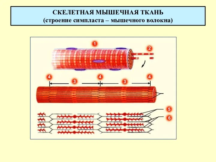 СКЕЛЕТНАЯ МЫШЕЧНАЯ ТКАНЬ (строение симпласта – мышечного волокна)