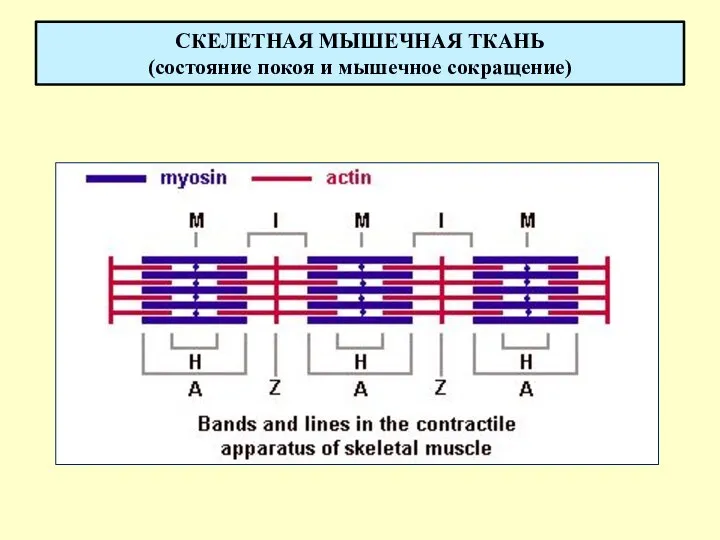 СКЕЛЕТНАЯ МЫШЕЧНАЯ ТКАНЬ (состояние покоя и мышечное сокращение)