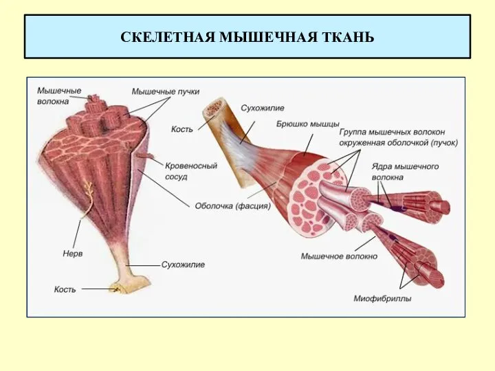 СКЕЛЕТНАЯ МЫШЕЧНАЯ ТКАНЬ