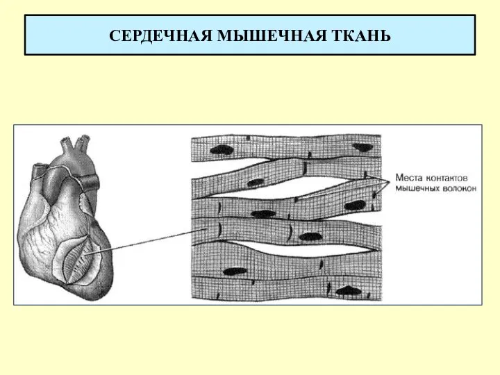 СЕРДЕЧНАЯ МЫШЕЧНАЯ ТКАНЬ