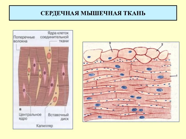 СЕРДЕЧНАЯ МЫШЕЧНАЯ ТКАНЬ