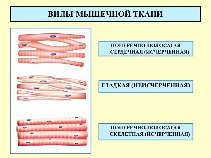 ВИДЫ МЫШЕЧНОЙ ТКАНИ ПОПЕРЕЧНО-ПОЛОСАТАЯ СЕРДЕЧНАЯ (ИСЧЕРЧЕННАЯ) ГЛАДКАЯ (НЕИСЧЕРЧЕННАЯ) ПОПЕРЕЧНО-ПОЛОСАТАЯ СКЕЛЕТНАЯ (ИСЧЕРЧЕННАЯ)