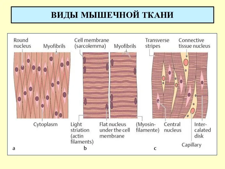 ВИДЫ МЫШЕЧНОЙ ТКАНИ