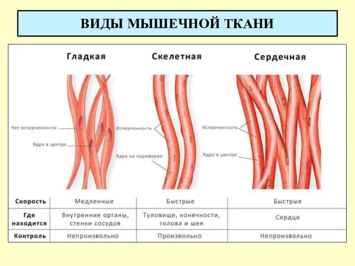 ВИДЫ МЫШЕЧНОЙ ТКАНИ