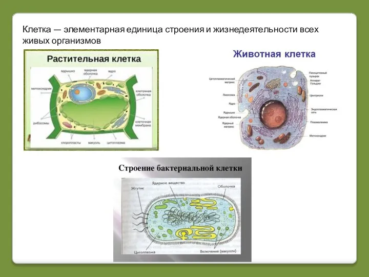 Клетка — элементарная единица строения и жизнедеятельности всех живых организмов