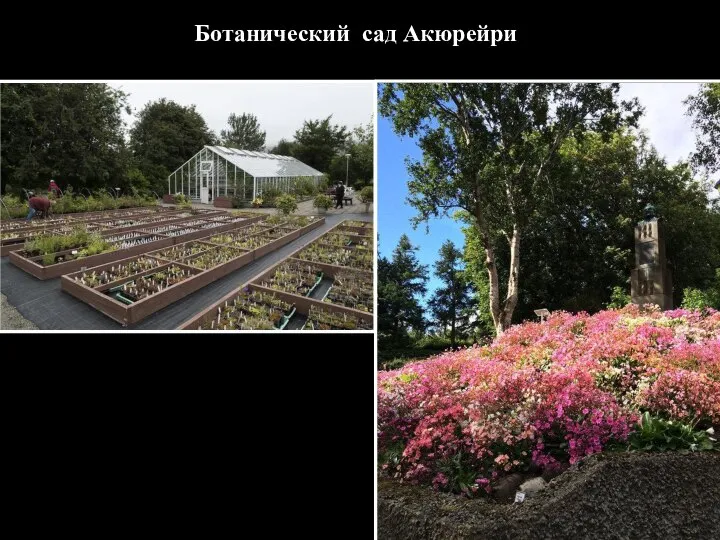 Ботанический сад Акюрейри