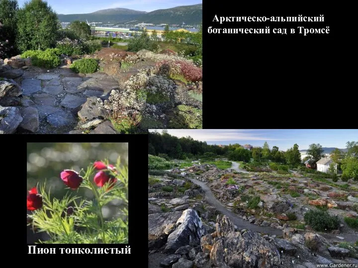 Арктическо-альпийский ботанический сад в Тромсё Пион тонколистый