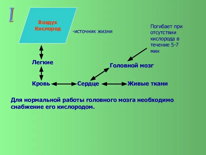 I Воздух Кислород -источник жизни Легкие Кровь Сердце Головной мозг Живые ткани