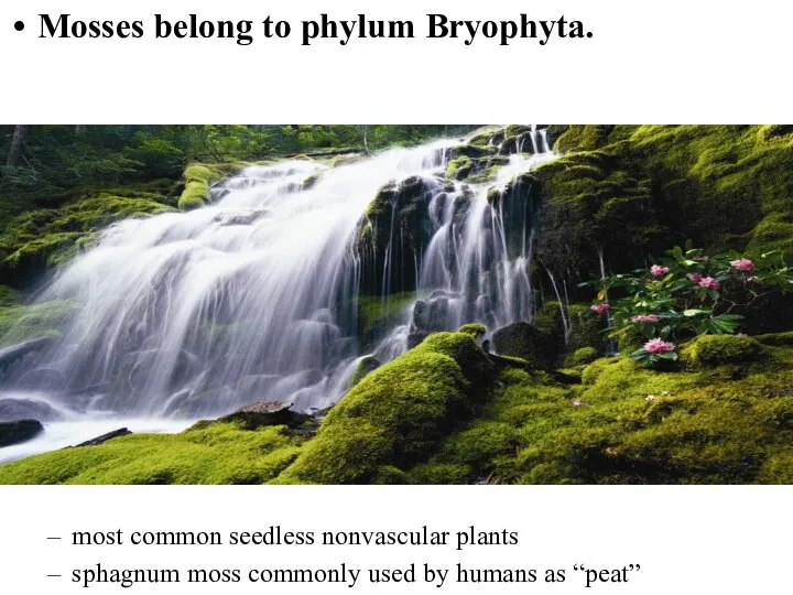 Mosses belong to phylum Bryophyta. most common seedless nonvascular plants sphagnum moss