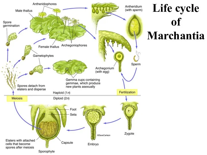 Life cycle of Marchantia