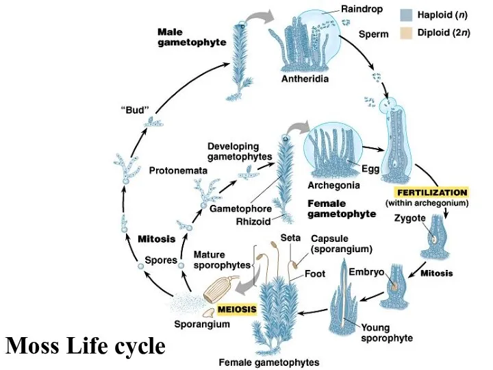 Moss Life cycle